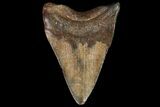 Juvenile Megalodon Tooth - Georgia #115666-1